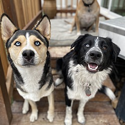 bonded pet photo