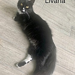 Thumbnail photo of Livana #1