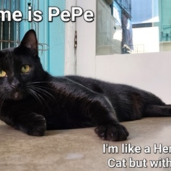 Thumbnail photo of Pepe #2