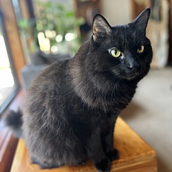 Photo of Oberon