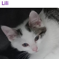 Photo of Lili
