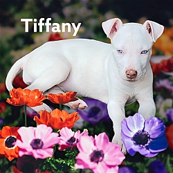 Photo of Tiffany