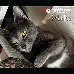Photo of Pebblez (Courtesy Post)