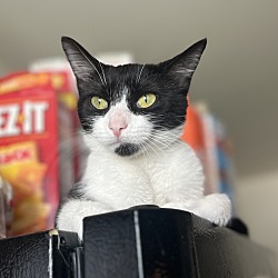 Thumbnail photo of Oreo #1