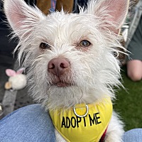 adopt a pet