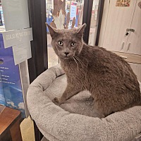 adopt a pet