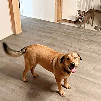 adopt a pet