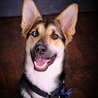 adopt a pet