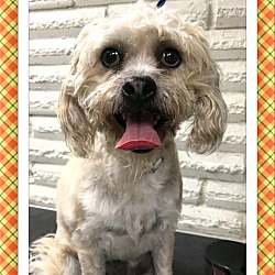 Thumbnail photo of Adopted!! Baxter - SE TX #1