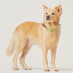 Thumbnail photo of Dodger(Formosan Mountain Dog) #2