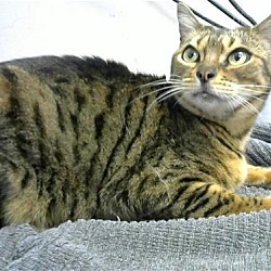 Photo of Tiger Lily (hospice)