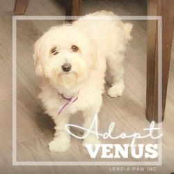 Thumbnail photo of Venus #2