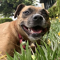 adopt a pet