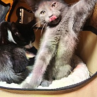 adopt a pet