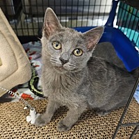 adopt a pet