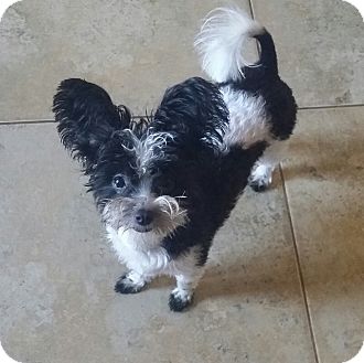 papillon and shih tzu mix