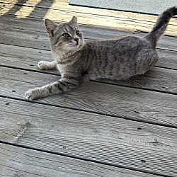 Photo of Ms. Meow Meow