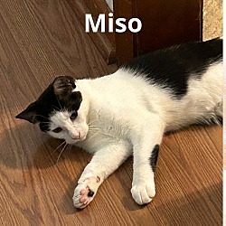 Thumbnail photo of Miso #1