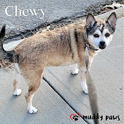 Photo of Chewy (Courtesy Post)