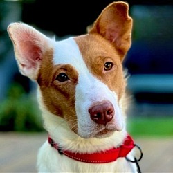 Photo of Rooby (CP) - Adopt Me!