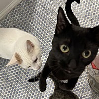 adopt a pet