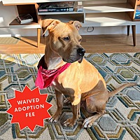 adopt a pet