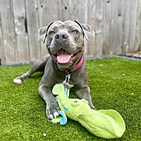 adopt a pet