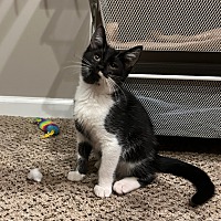 adopt a pet