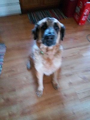 german shepherd puppies quad cities