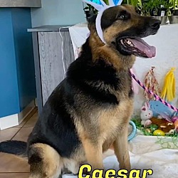 Thumbnail photo of CAESAR (Courtesy listing) #2