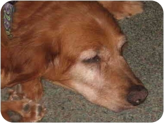 New Canaan Ct Golden Retriever Meet Rosie A Pet For Adoption Adoptapet Com