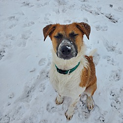 Littleton, CO - Labrador Retriever. Meet Gianna a Pet for Adoption ...