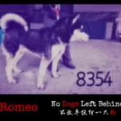 Photo of Romeo 8354