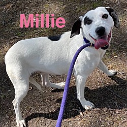 Photo of Millie aka Posey (Classic inn#2)