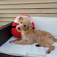 adopt-pet