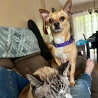 adopt a pet