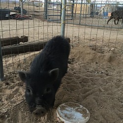 Thumbnail photo of 7 Piggies #2