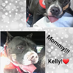 Thumbnail photo of Mozzie & Kelly Puppies #4