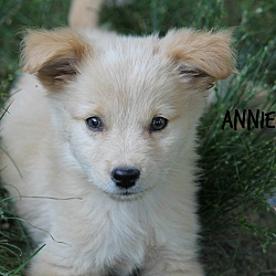 Thumbnail photo of Annie~adopted! #2