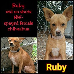 Thumbnail photo of Ruby #4