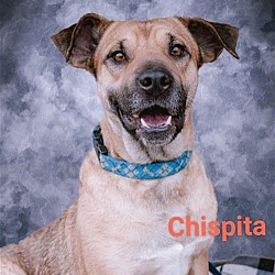 Thumbnail photo of Chispita #1