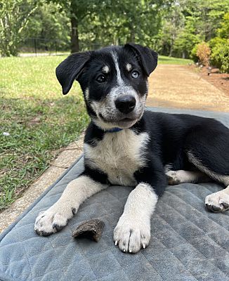 Birmingham, AL - Siberian Husky/Blue Heeler. Meet The Duke a Pet for ...