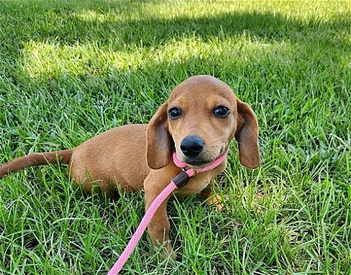 Willingboro, NJ - Dachshund/Terrier (Unknown Type, Medium). Meet Pinto ...