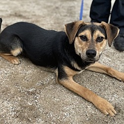 Stone mountain ranch sales puppies