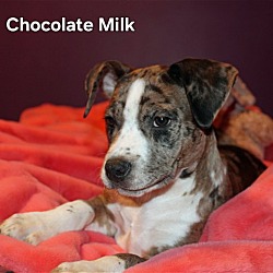Photo of Chocolate Milk