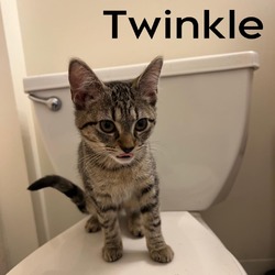 Thumbnail photo of Twinkle #1