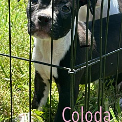 Photo of Coloda