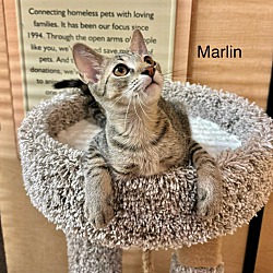 Photo of Marlin