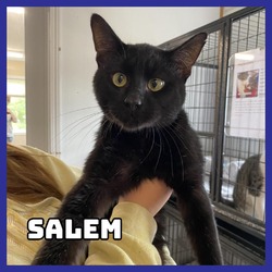 Thumbnail photo of Salem #2