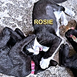 Thumbnail photo of Rosie #2